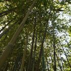 Bambus im Traumgarten