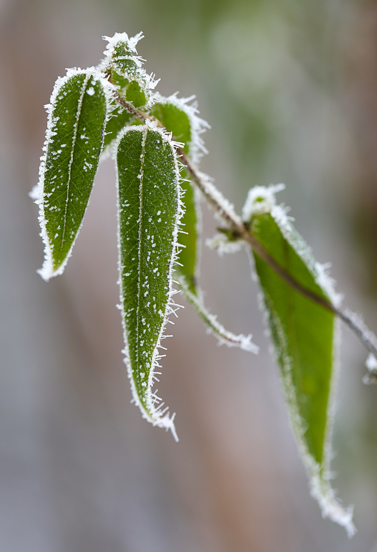 Bambus im Winter