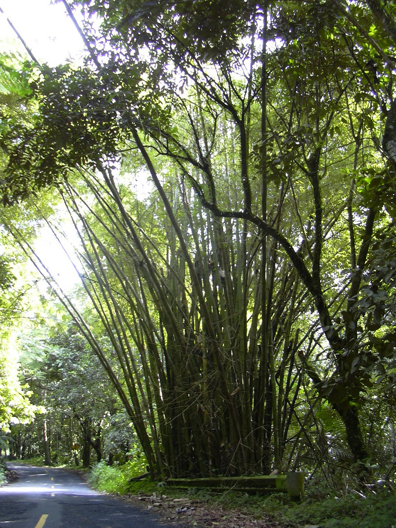 Bambus im Yunkie