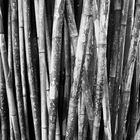 Bambus in Australien