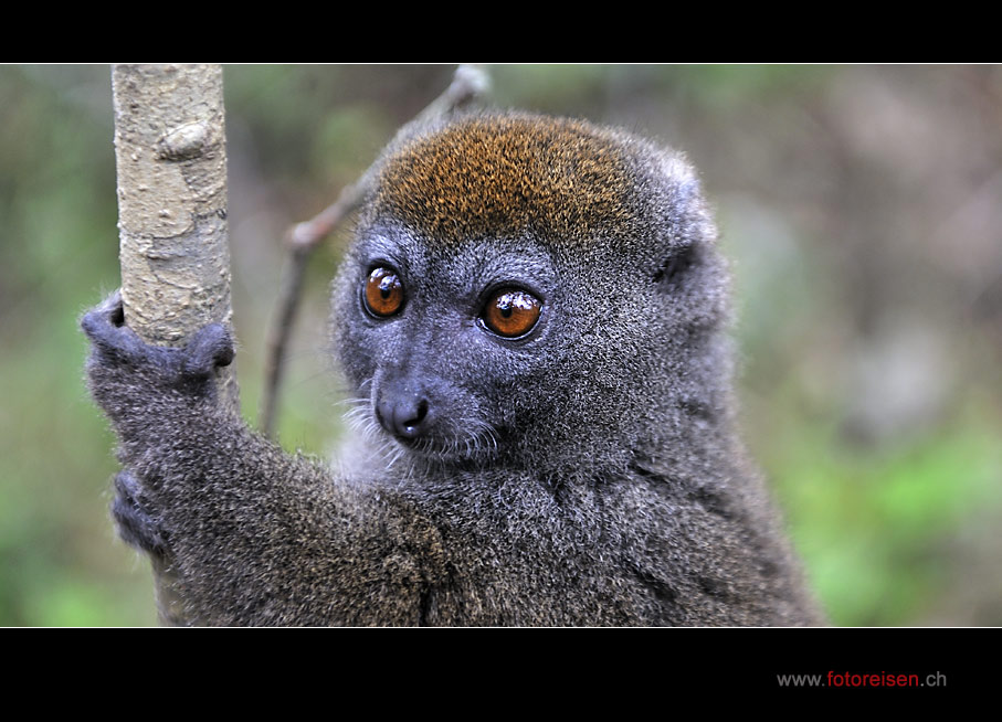 Bambus-Lemur