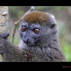 Bambus-Lemur