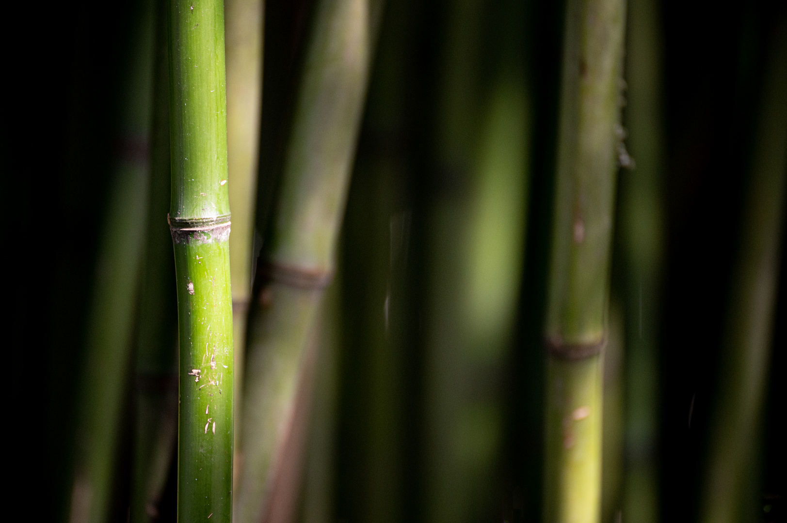 Bambus meditativ