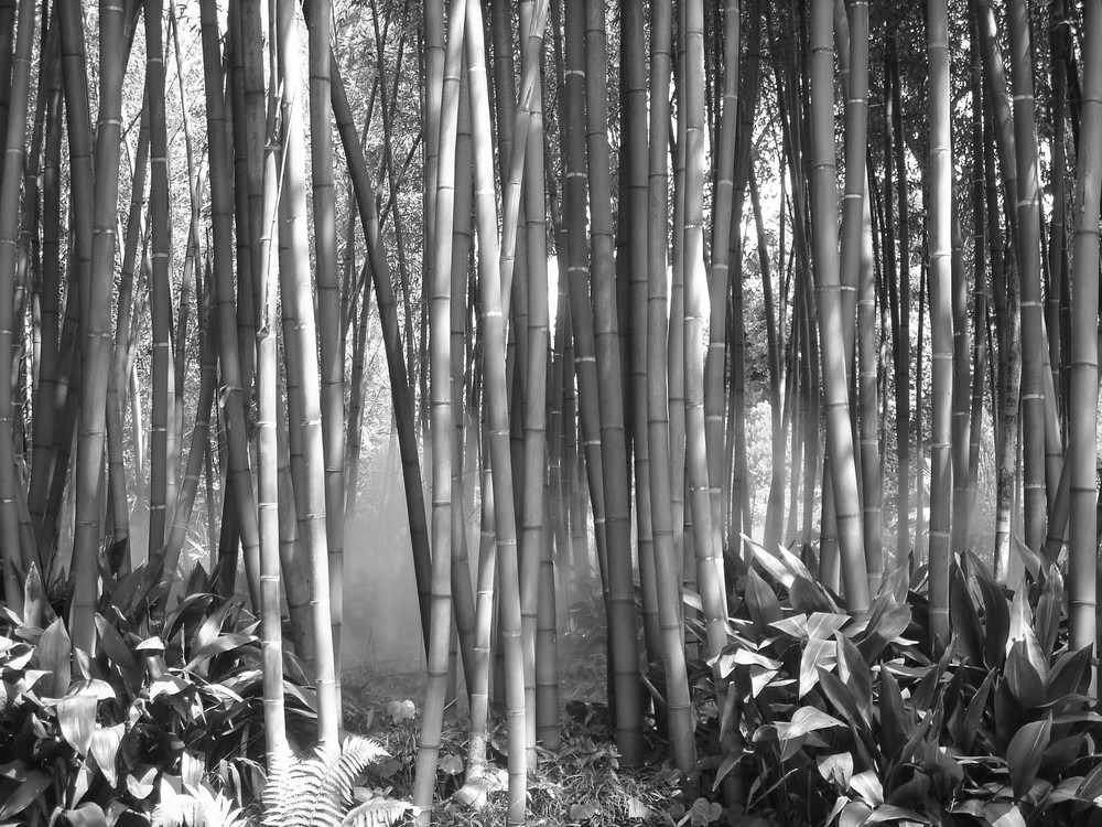 Bambus-Nebelwald