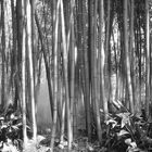 Bambus-Nebelwald