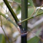 Bambus Phyllostachys viridiglaucescens