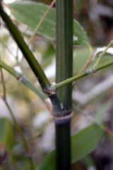 Bambus Phyllostachys viridiglaucescens