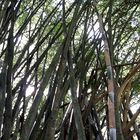 Bambus (reload)