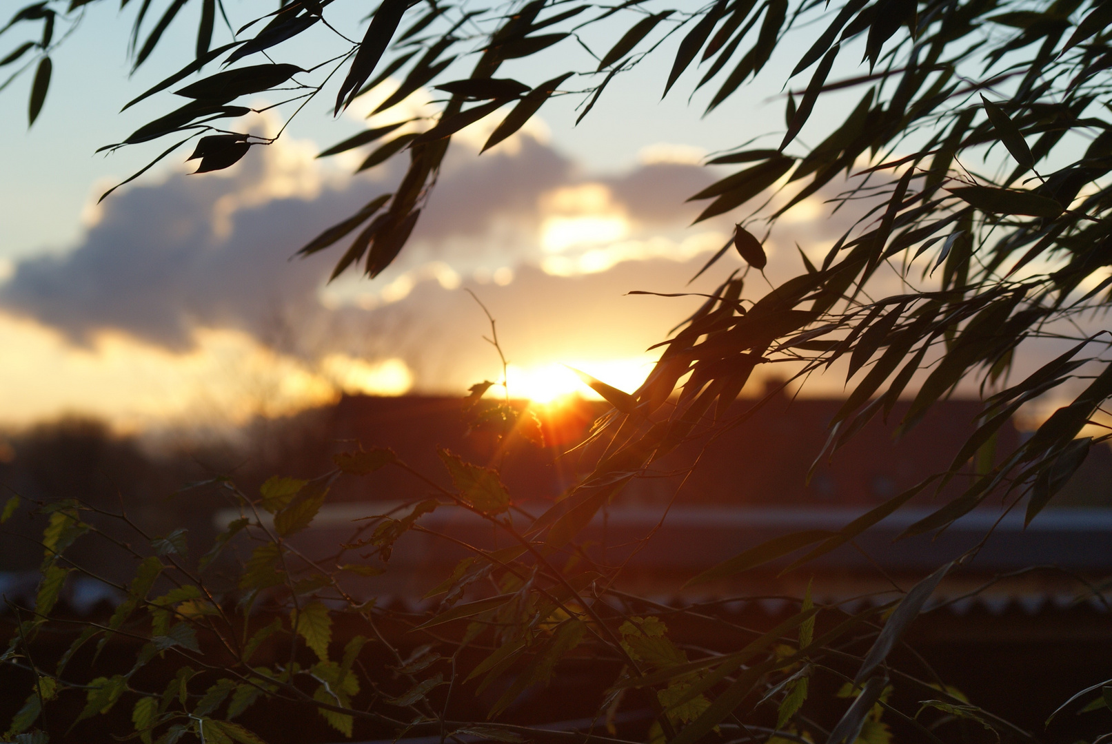 Bambus und Abendsonne , herrlich