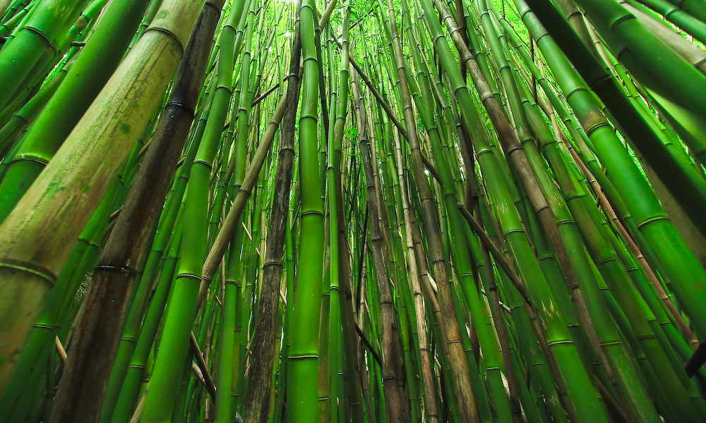 Bambus Wald auf Hawaii