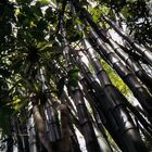 Bambus Wald Cuba