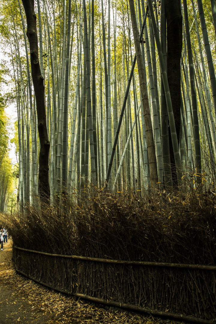 Bambus Wald in Arashiyama
