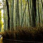 Bambus Wald in Arashiyama