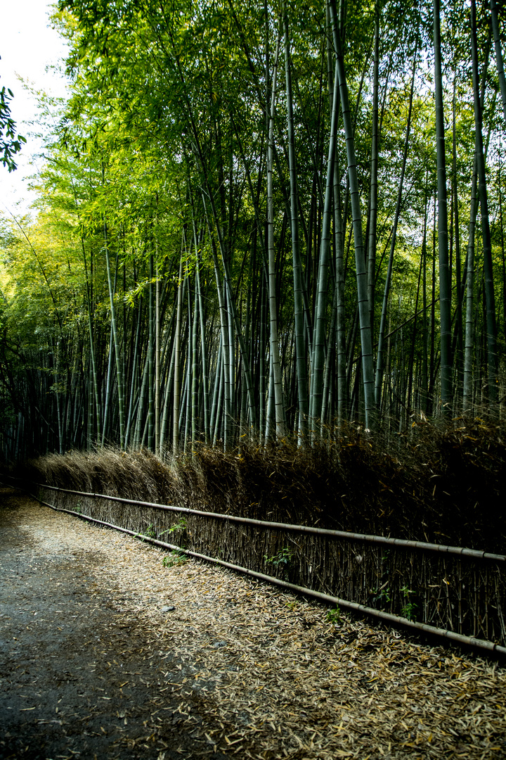 Bambus Wald in Kyoto