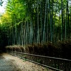 Bambus Wald in Kyoto