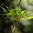 Bambusabschnitt im Sonnenlicht an den hängenden Brücken in Monteverde