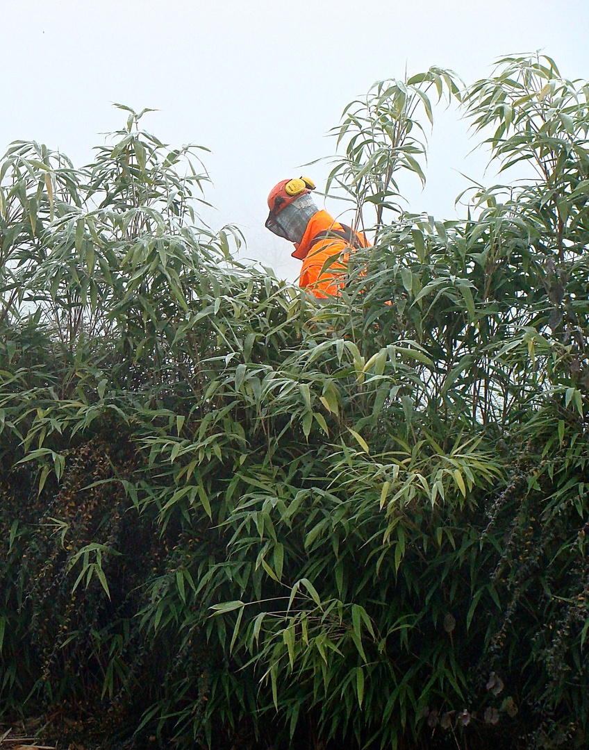 "Bambusbär" im Nebel