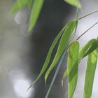 Bambusblätter im Frühling