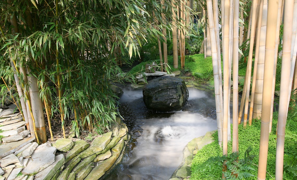 Bambusgarten Foto & Bild | landschaft, garten- & parklandschaften