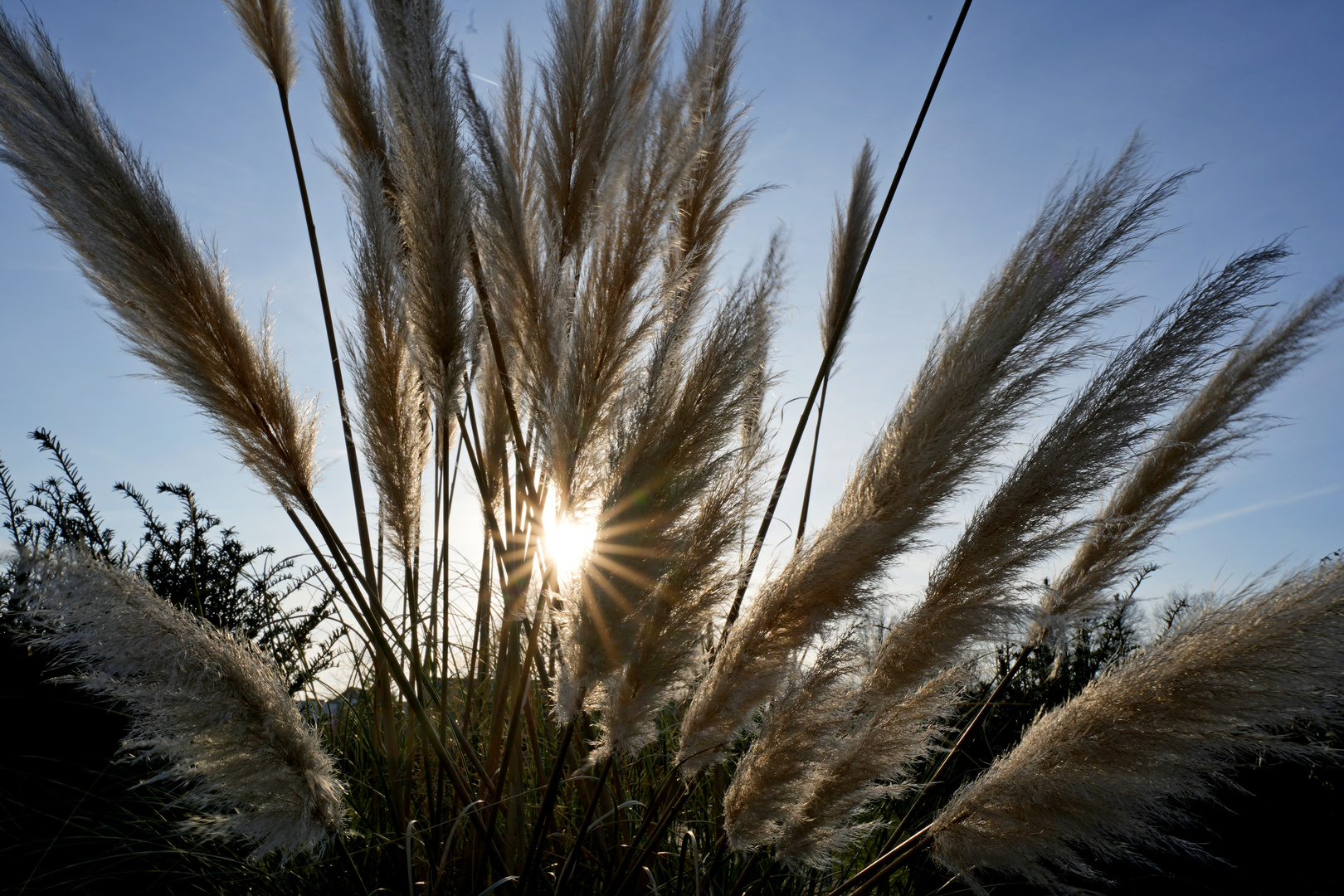 Bambusgras mit Sonnenstern