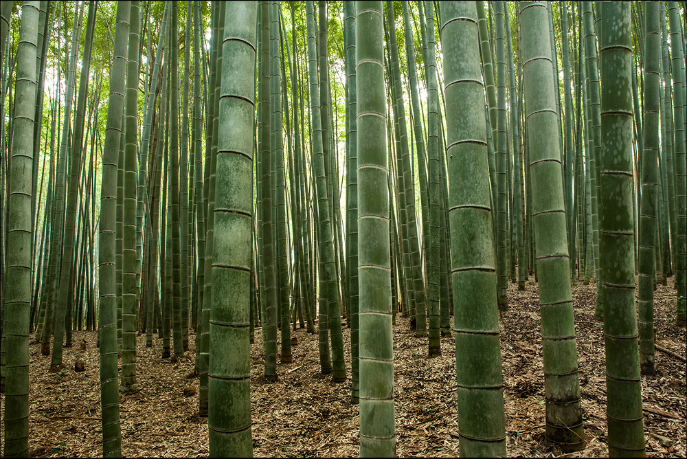 Bambushain