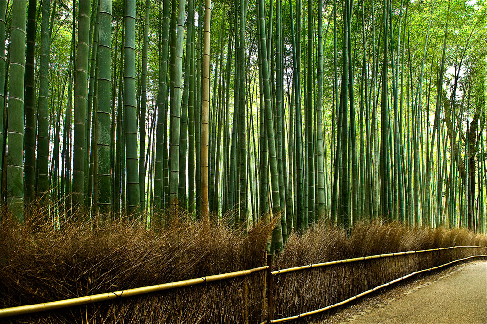 Bambushain in Arashiyama