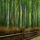 Bambushain in Arashiyama