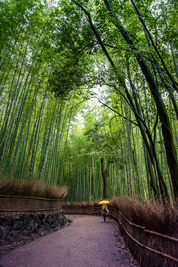 Bambushain in Kyoto