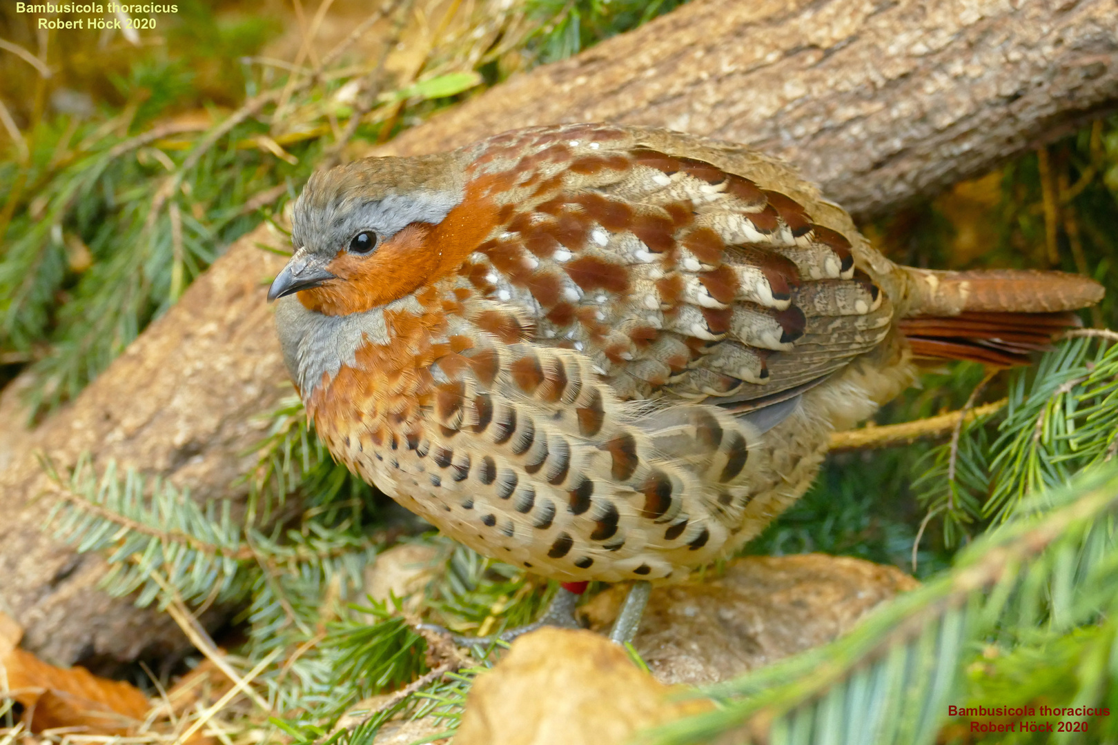 Bambusicola thoracicus, das Chinesische Bambushuhn - Chinese Bamboo partridge - Galliformes