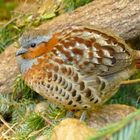 Bambusicola thoracicus, das Chinesische Bambushuhn - Chinese Bamboo partridge - Galliformes