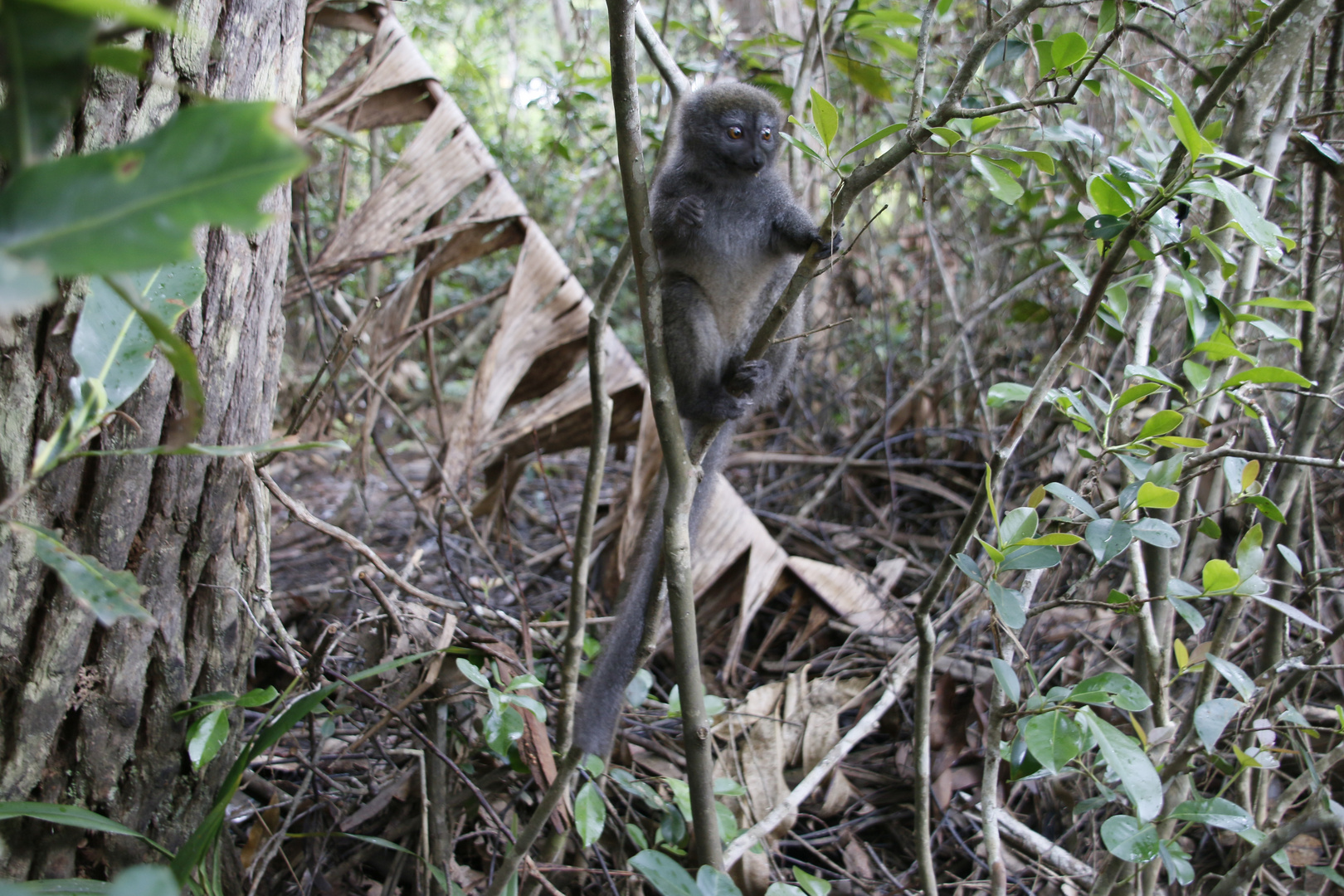 Bambuslemur