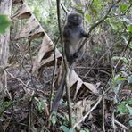 Bambuslemur