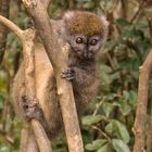 Bambuslemur