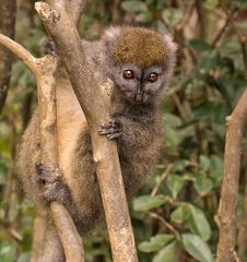 Bambuslemur