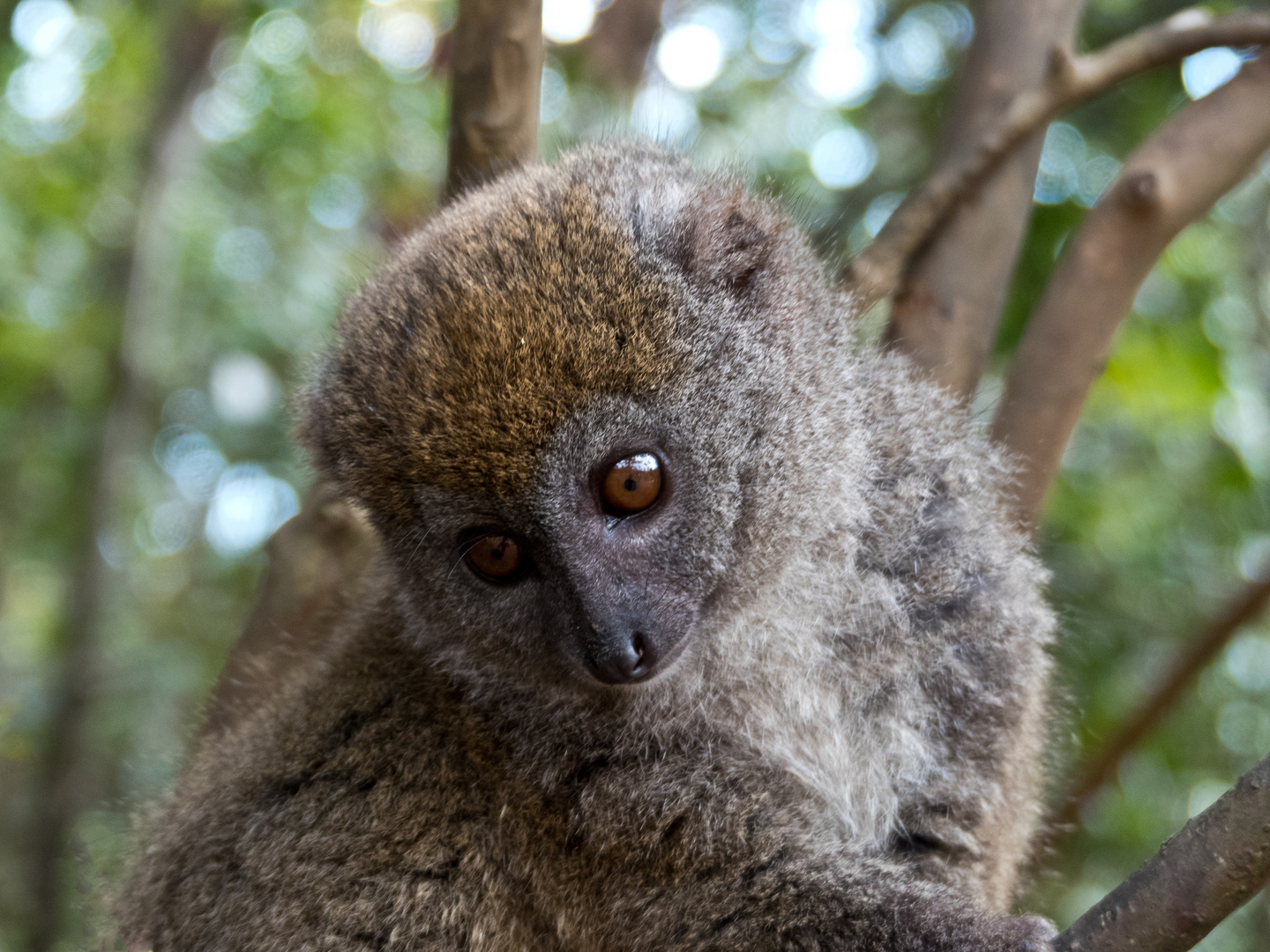 Bambuslemur