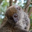 Bambuslemur