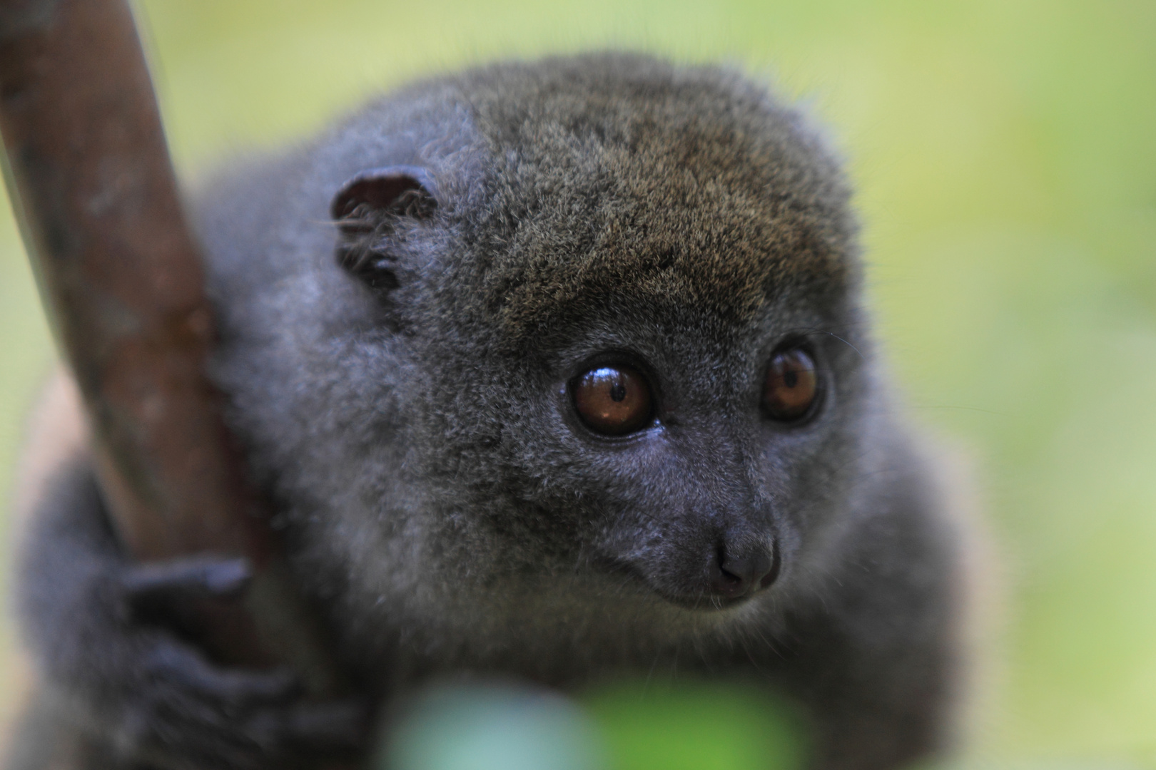 Bambuslemur