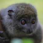 Bambuslemur