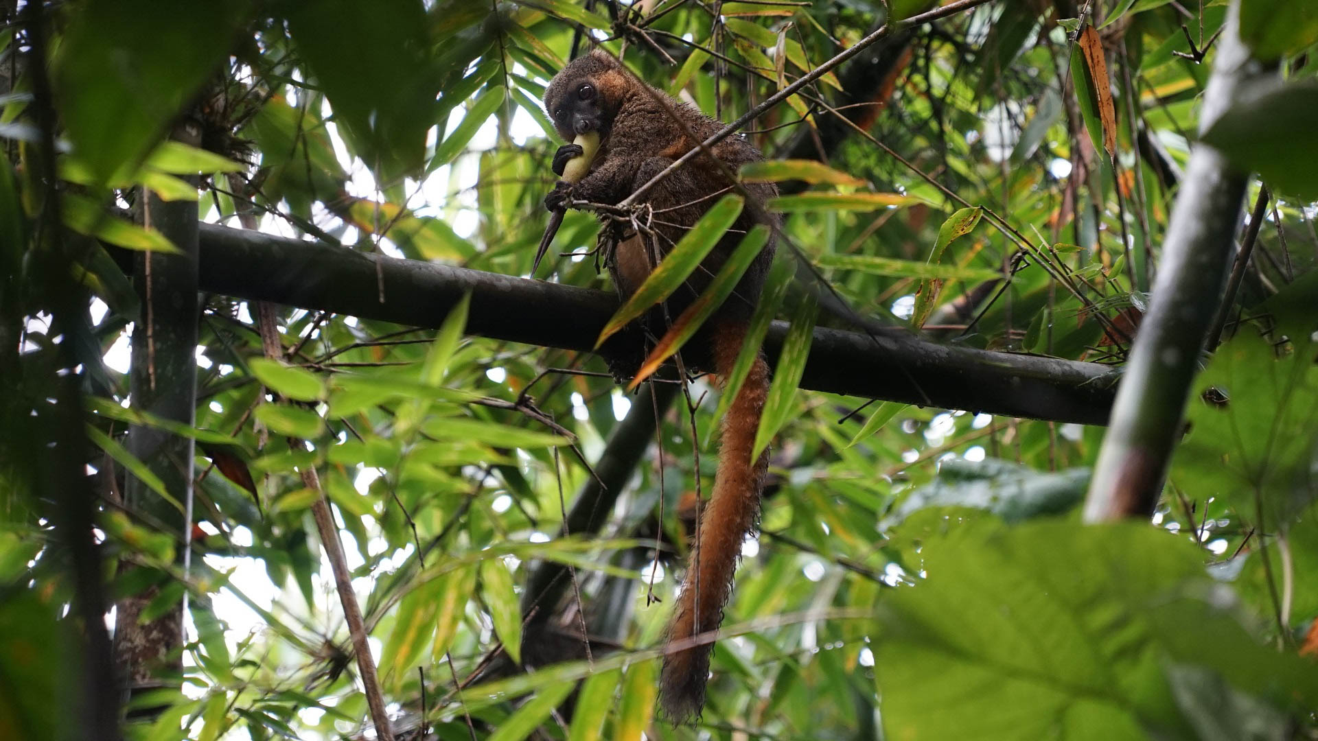 Bambuslemur