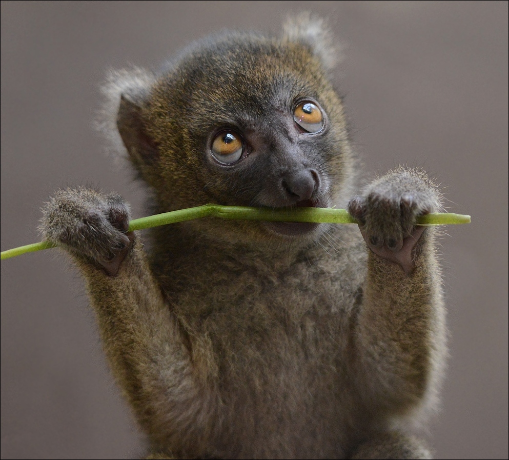 Bambuslemur