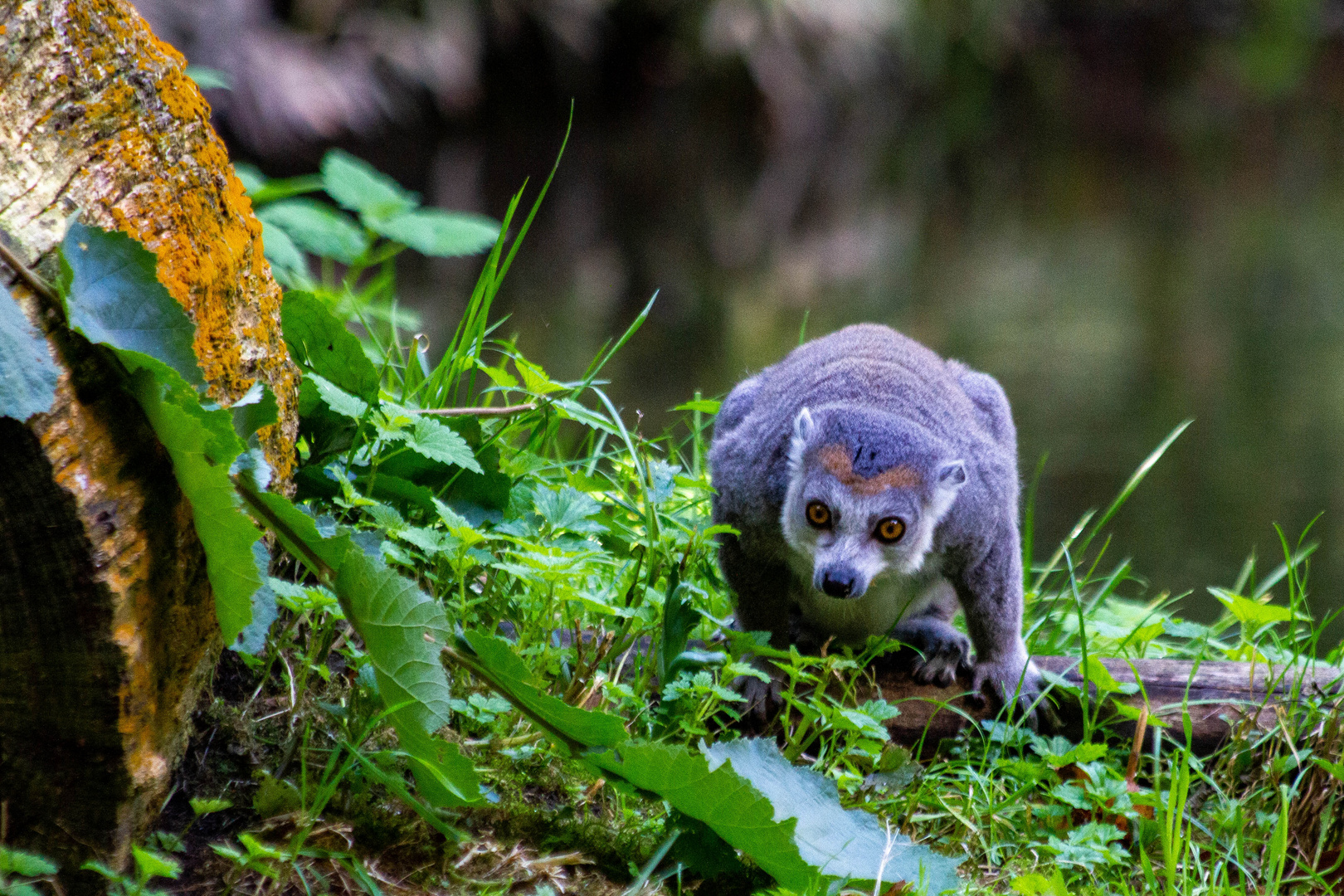 Bambuslemur auf dem Weg zum gedeckten Tisch!