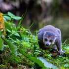 Bambuslemur auf dem Weg zum gedeckten Tisch!