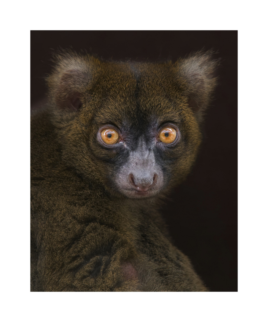 Bambuslemur