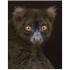 Bambuslemur