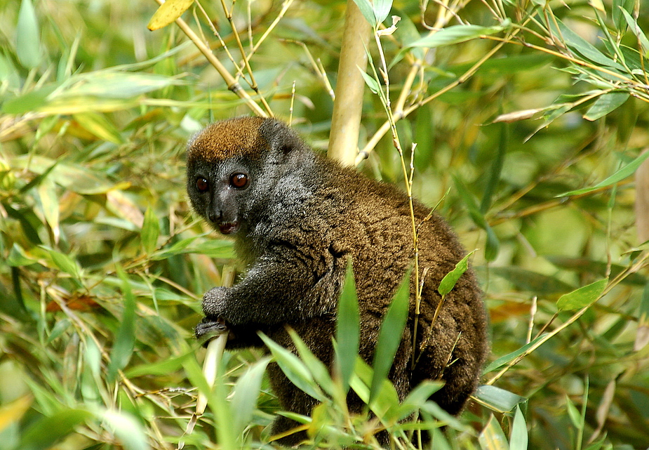 Bambuslemur im natürlichem Habitat