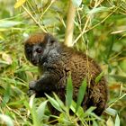 Bambuslemur im natürlichem Habitat