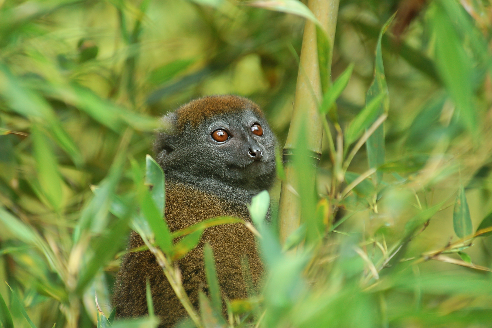 Bambuslemur in Andasibe