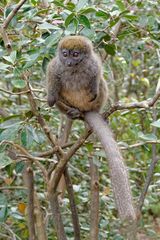 Bambuslemur_1