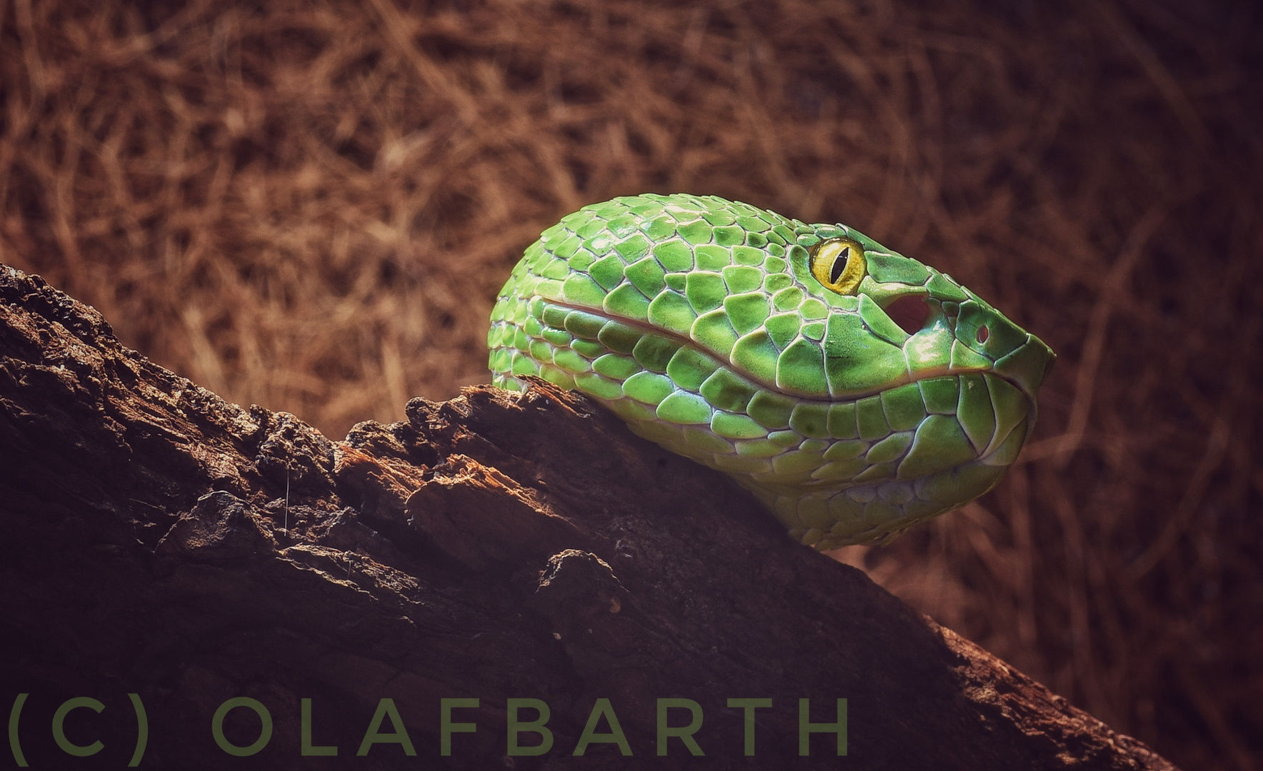 Bambusotter (Trimeresurus)