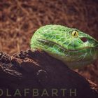 Bambusotter (Trimeresurus)